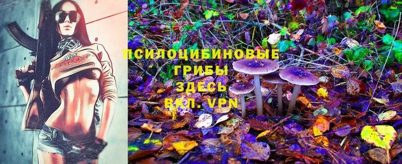 купить наркотики цена  Вольск  Галлюциногенные грибы Cubensis 